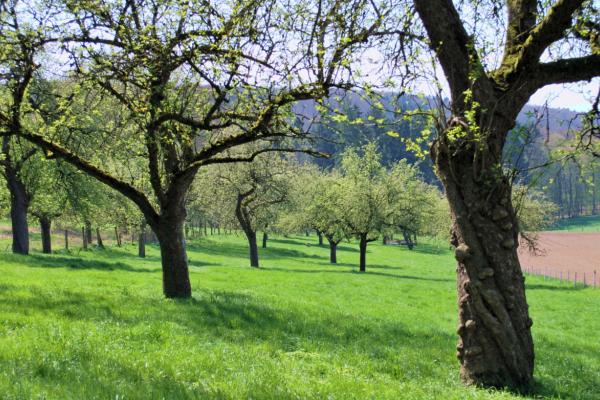 Obstbaumwiese